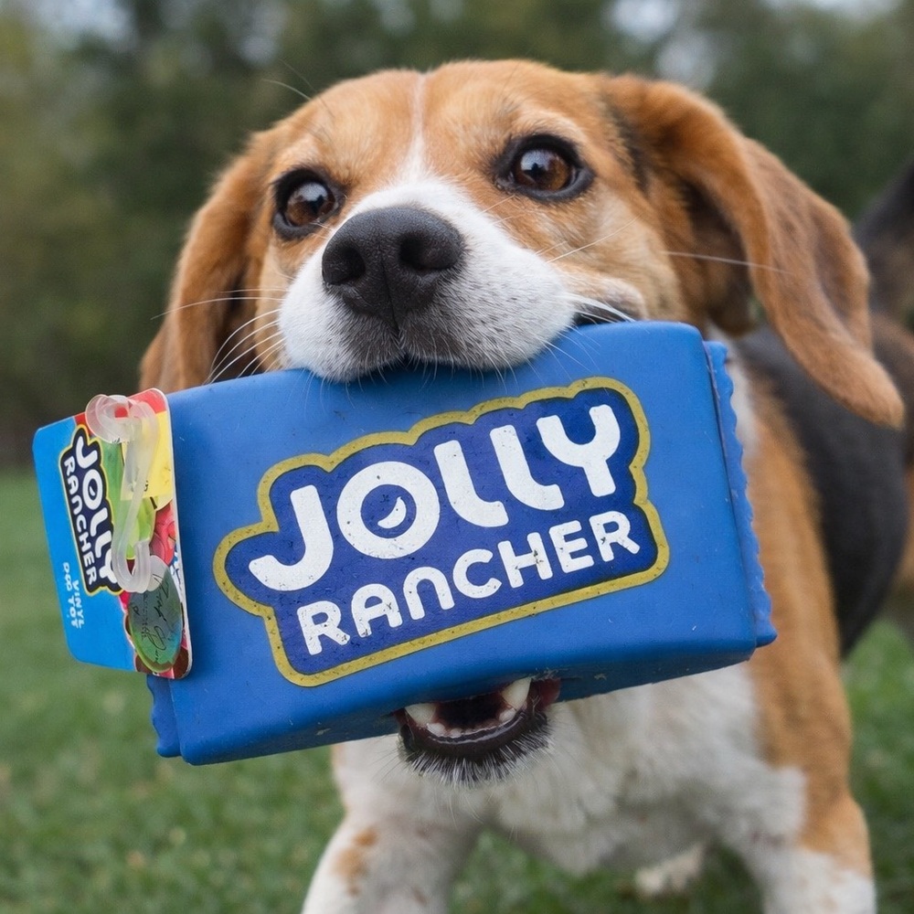Hersheys Jolly Rancher Vinyl Dog Toy with Squeaker Inside